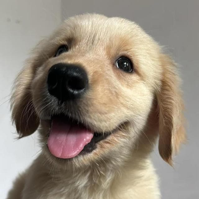 The Golden That Saved Me: How My Dog Became My Emotional Lifeline