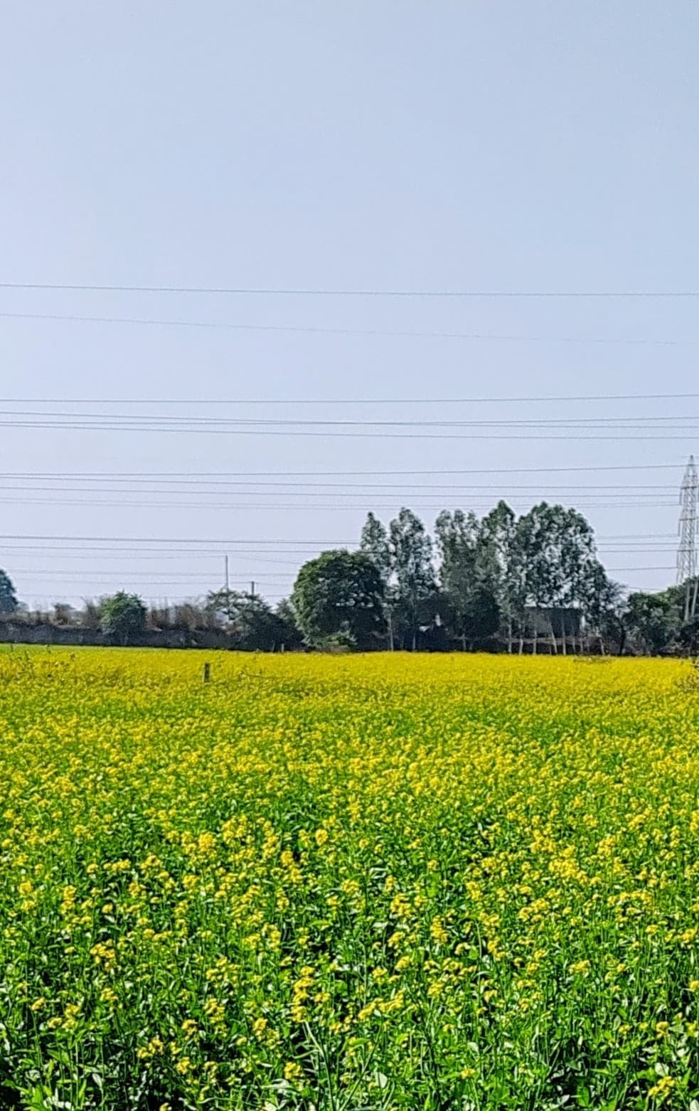 A peaceful sunrise over Indian farmland