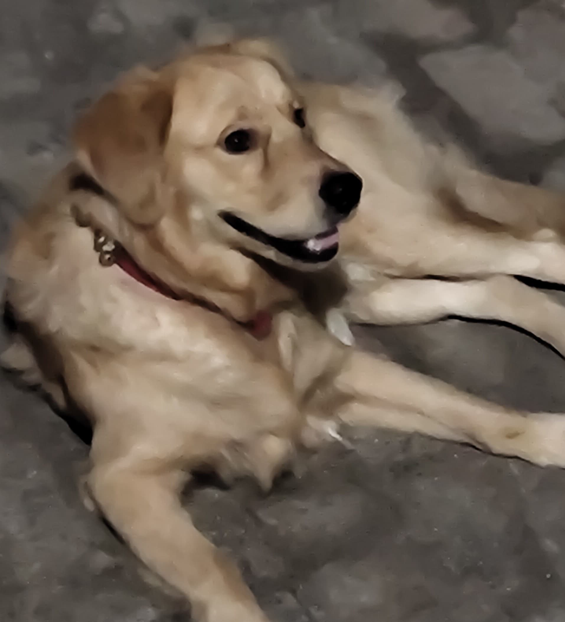 Golden Retriever looking up at the camera