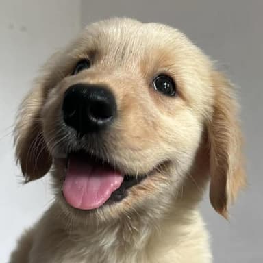 My Golden Retriever: The Therapist I Never Paid For