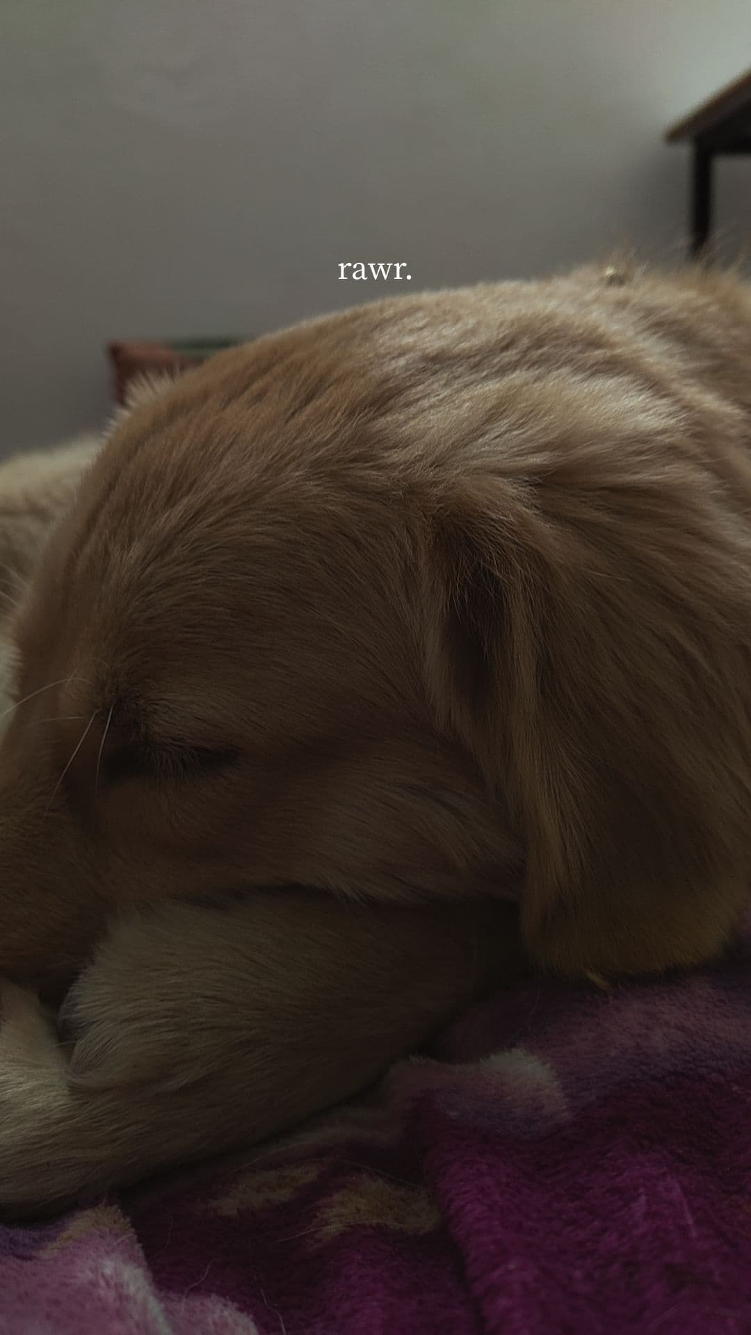Harry sleeping in my lap, finally feeling safe