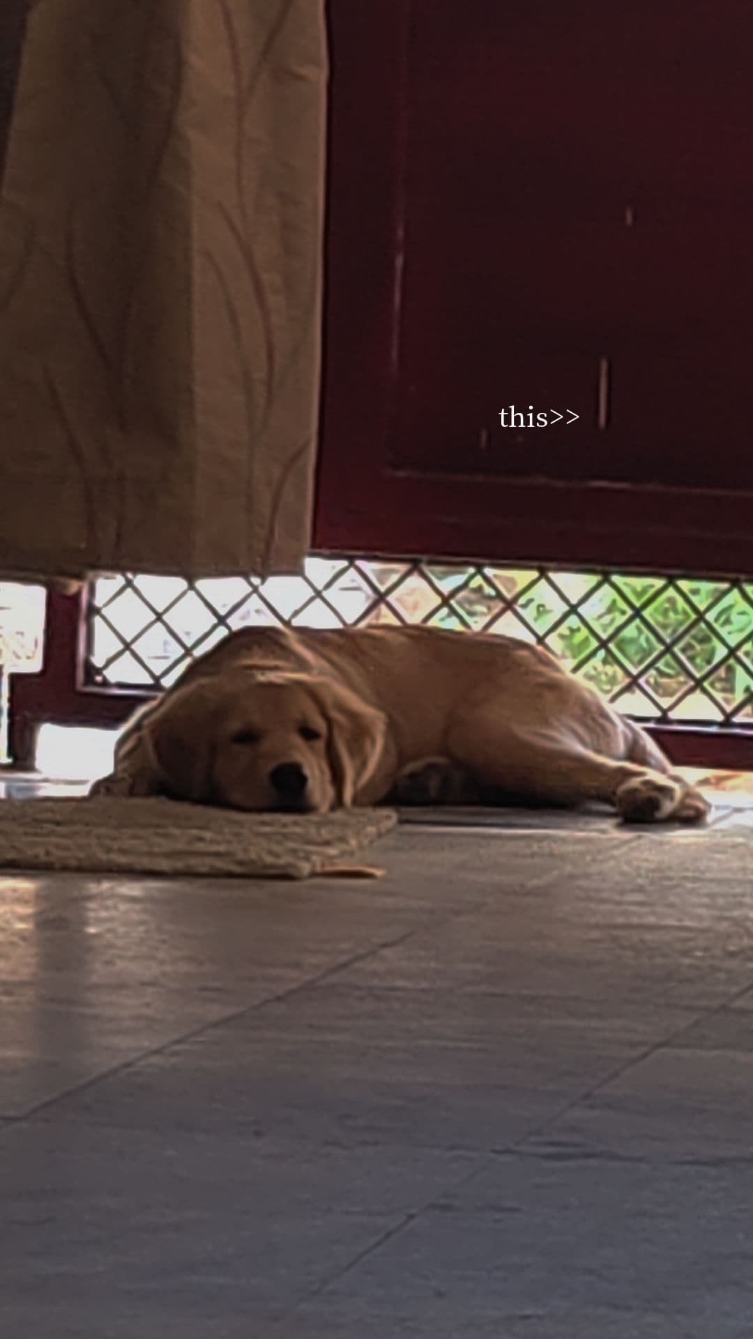 Puppy bringing joy to family